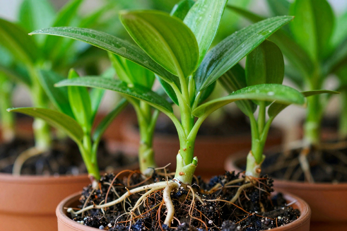 12 piante da appartamento che preferiscono essere legate alle radici, secondo gli esperti di orticoltura