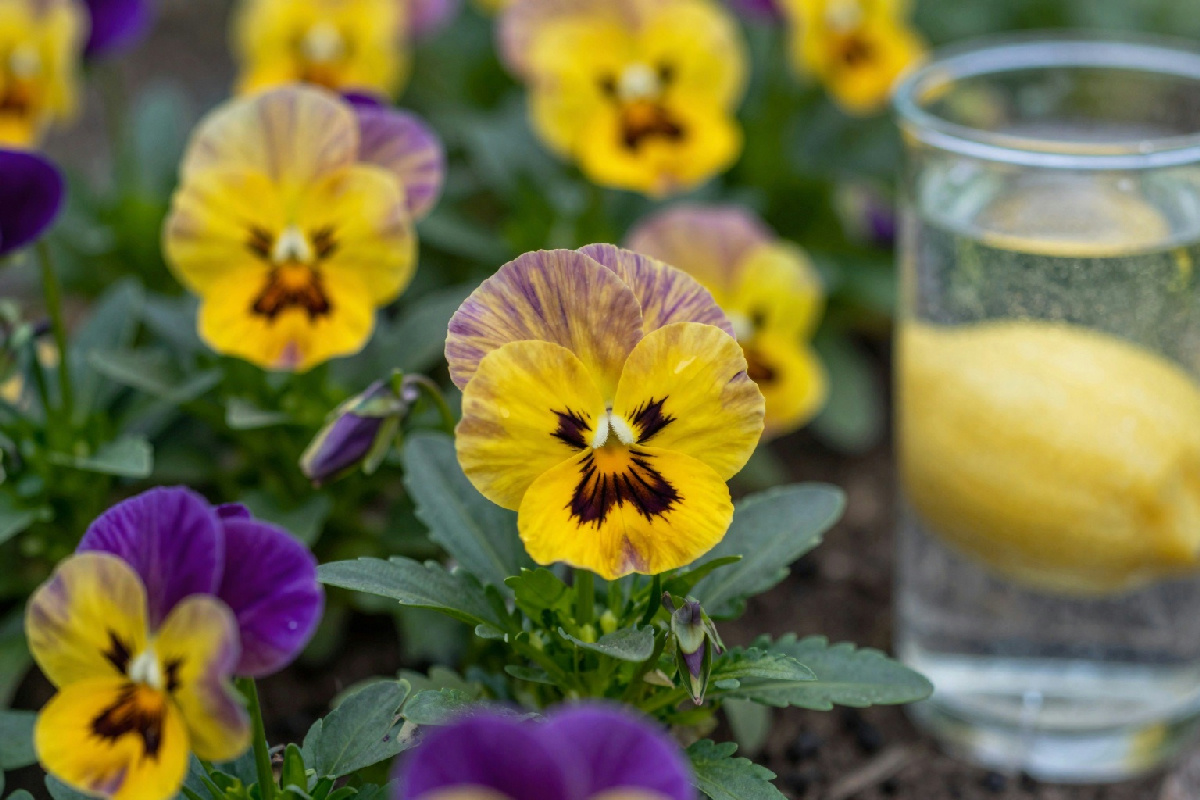 Acidificare la viola del pensiero con acqua di limone non è sempre consigliato per la cura delle piante