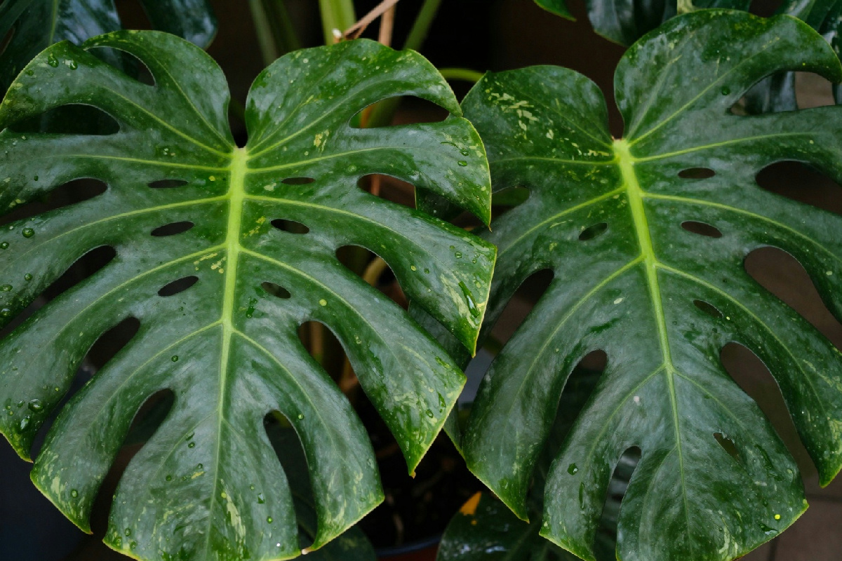 Monstera variegata e deliciosa: le differenze che ogni amante di piante deve conoscere