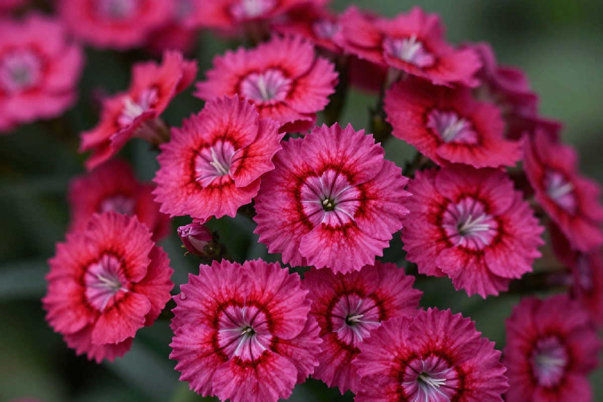 Un comune fraintendimento da evitare per il garofano: concimare durante la fioritura è controproducente
