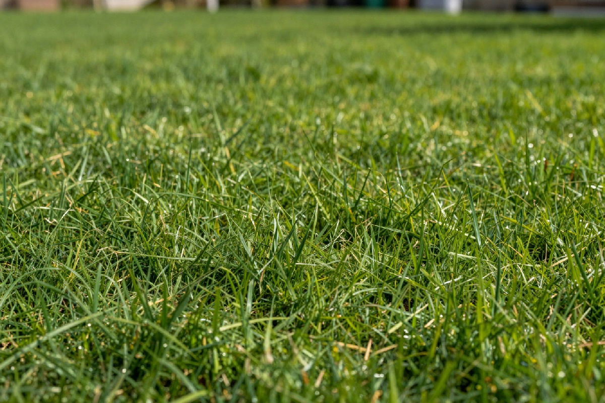 Come ottenere un prato più sano questa primavera? Esegui queste 5 operazioni prima della fine dell'inverno