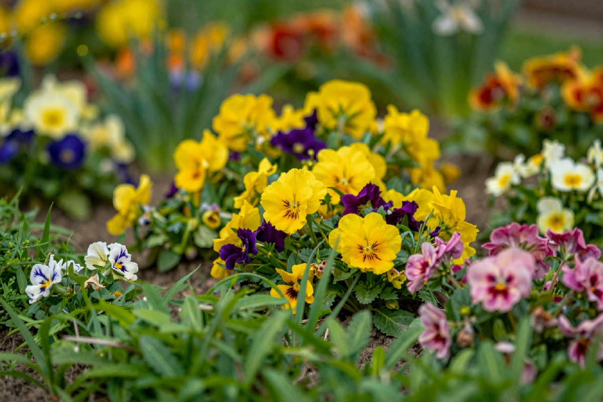 Perché il mio nuovo anno inizia a marzo e non a gennaio come per tutti